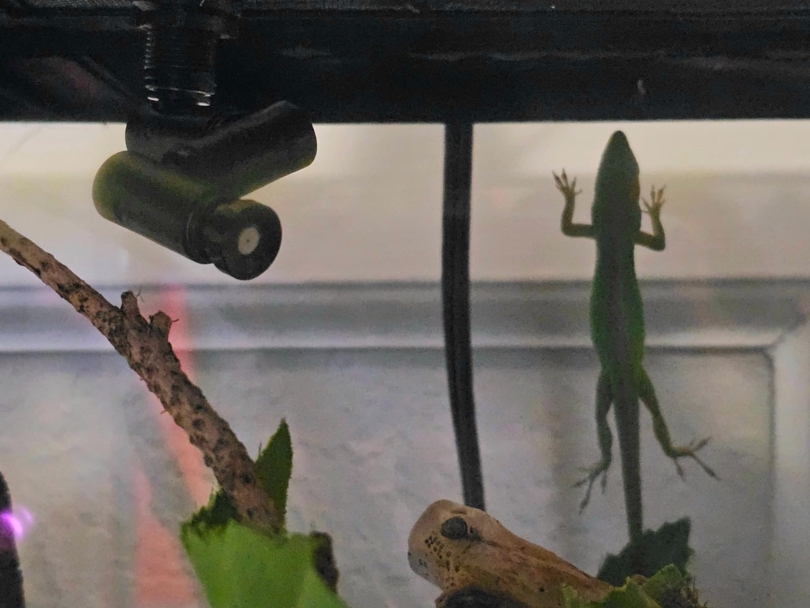 MYGIIKAKA Reptile Fogger Automatic Reptile Mister Fogger for Terrarium, Timed Terrariums Humidifiers for Chameleon/Lizard/Snake/Turtle/Frog customer photo 1