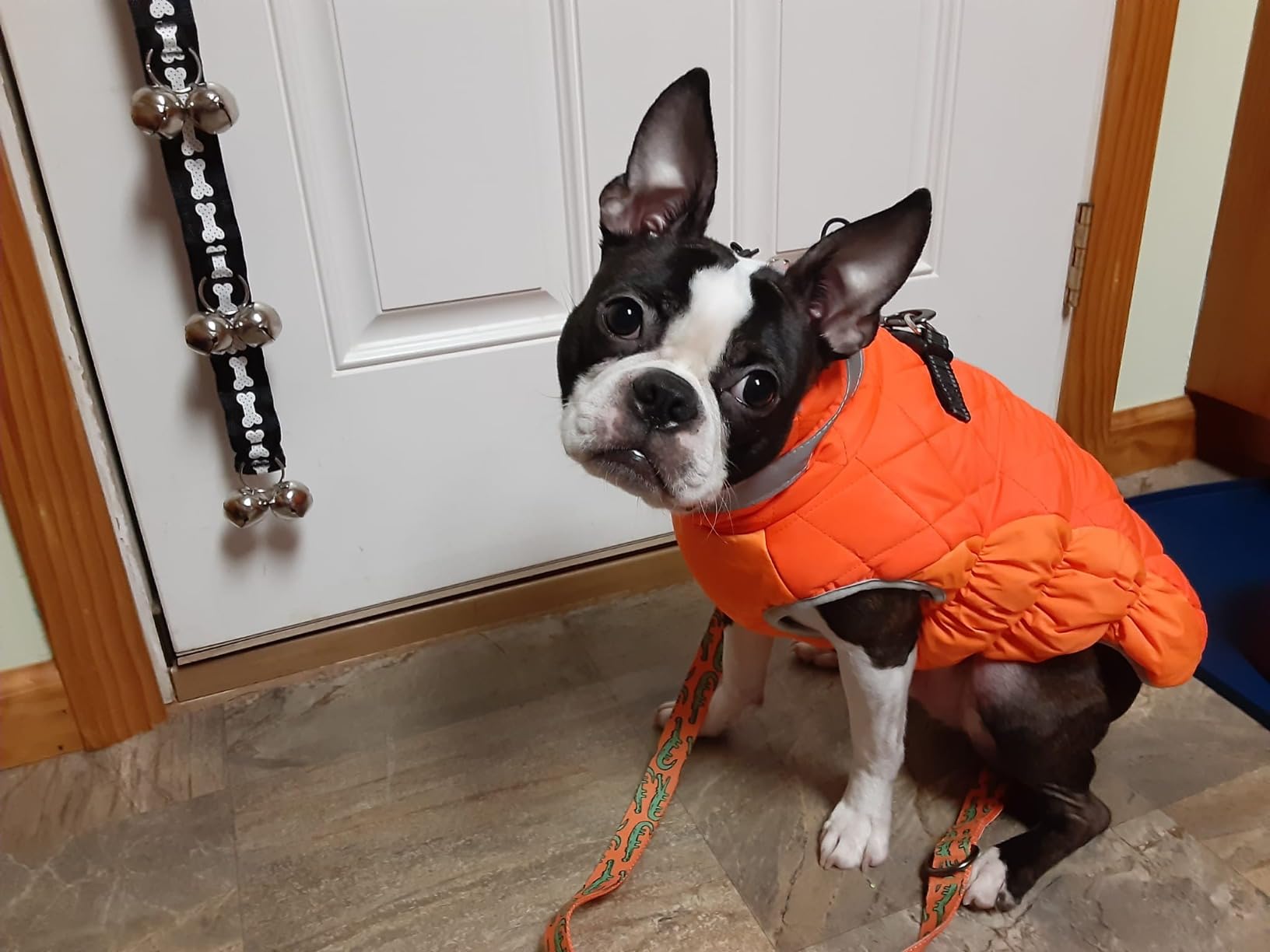 Lelepet Dog Coat Warm Dog Winter Coat Waterproof Dogs Jacket with Harness customer photo 1