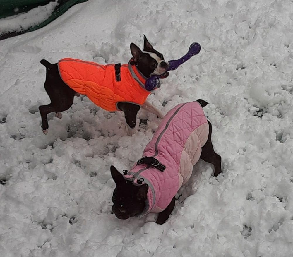 Lelepet Dog Coat Warm Dog Winter Coat Waterproof Dogs Jacket with Harness customer photo 2