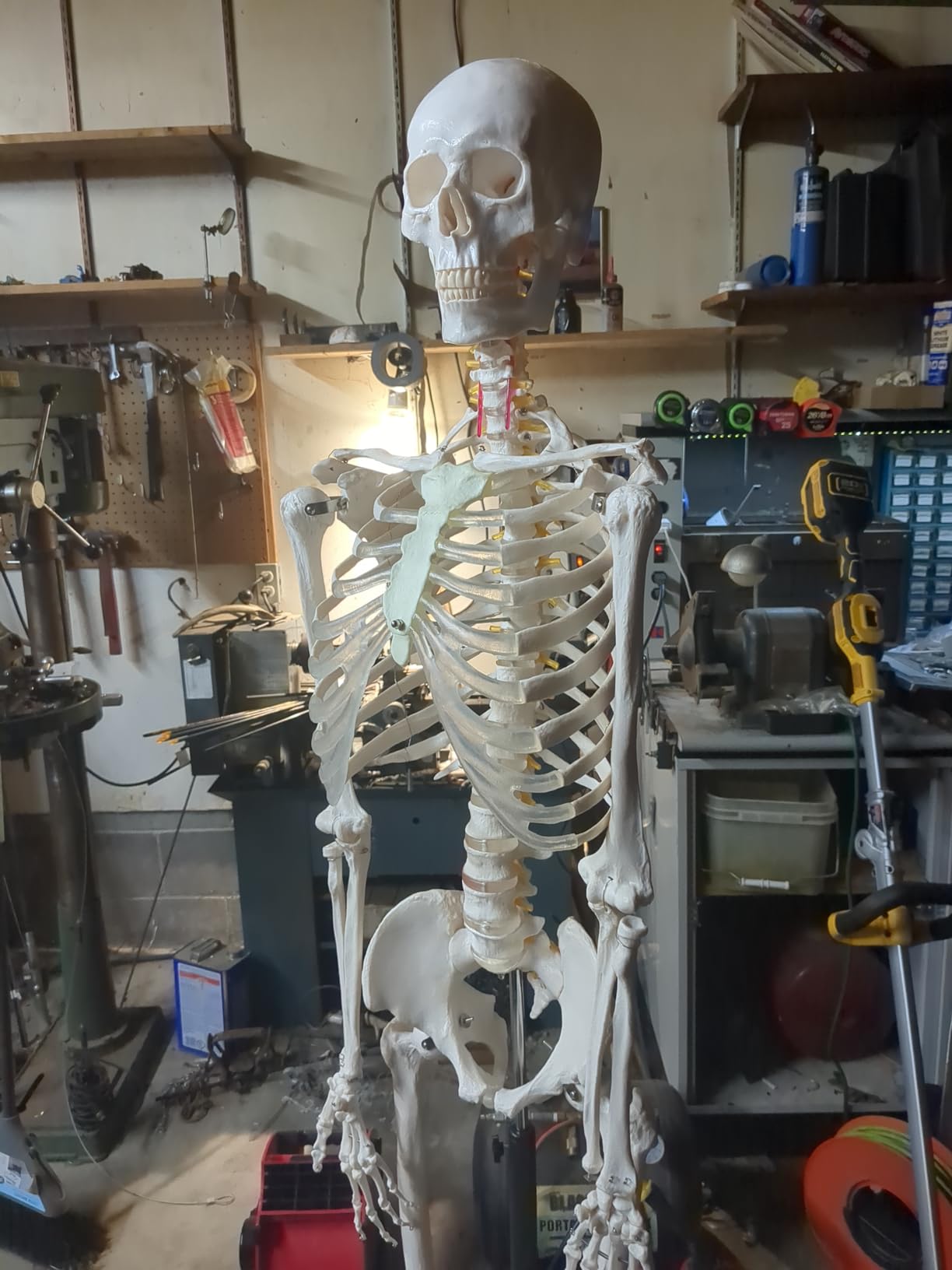 NLShan Human Skeleton Model for Anatomy: Scientific Model with Movable Arms, Legs & Display Stand - 17