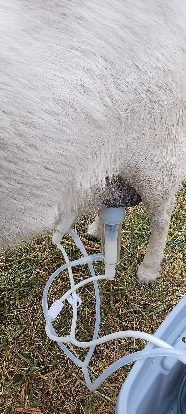 7L Goat Milking Machine,Rechargeable Battery Milker Powered Pulsation Vacuum Pump with 2 Teat Cups,Stainless Steel Buckets for Goats(13200mAh Battery) customer photo 2