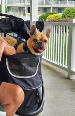 COOPER dog & pet robust buggy, jogger holds up to 32 kg / 70lbs, easy fold, multi-height adjustable soft touch handle, reflective accents, mesh inserts, zippered exits, storage basket below customer photo 2