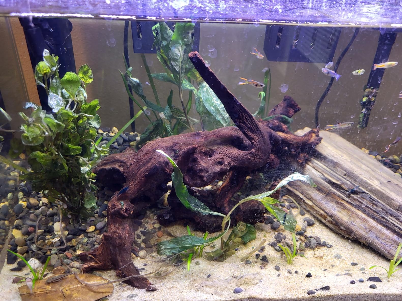Jorewood Natural Large Aquarium Driftwood for Fish Tanks & Reptile Terrariums – 100% Safe Fish Tank Decorations, 2-Piece 10-14 Inch Unique Twisted Branches Low Tannin, Easy to Sink customer photo 2