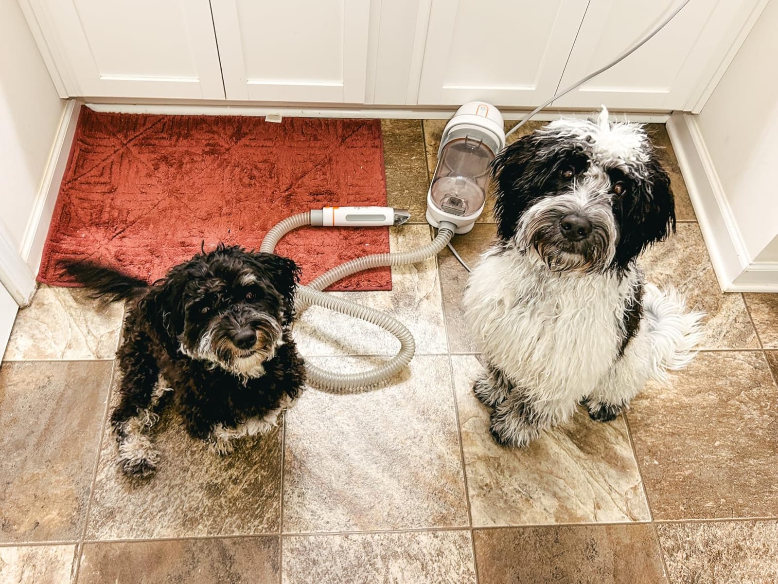 Afloia 6-in-1 Dog Grooming Vacuum Kit, Pet Clipper & Nail Grinder, White customer photo 1