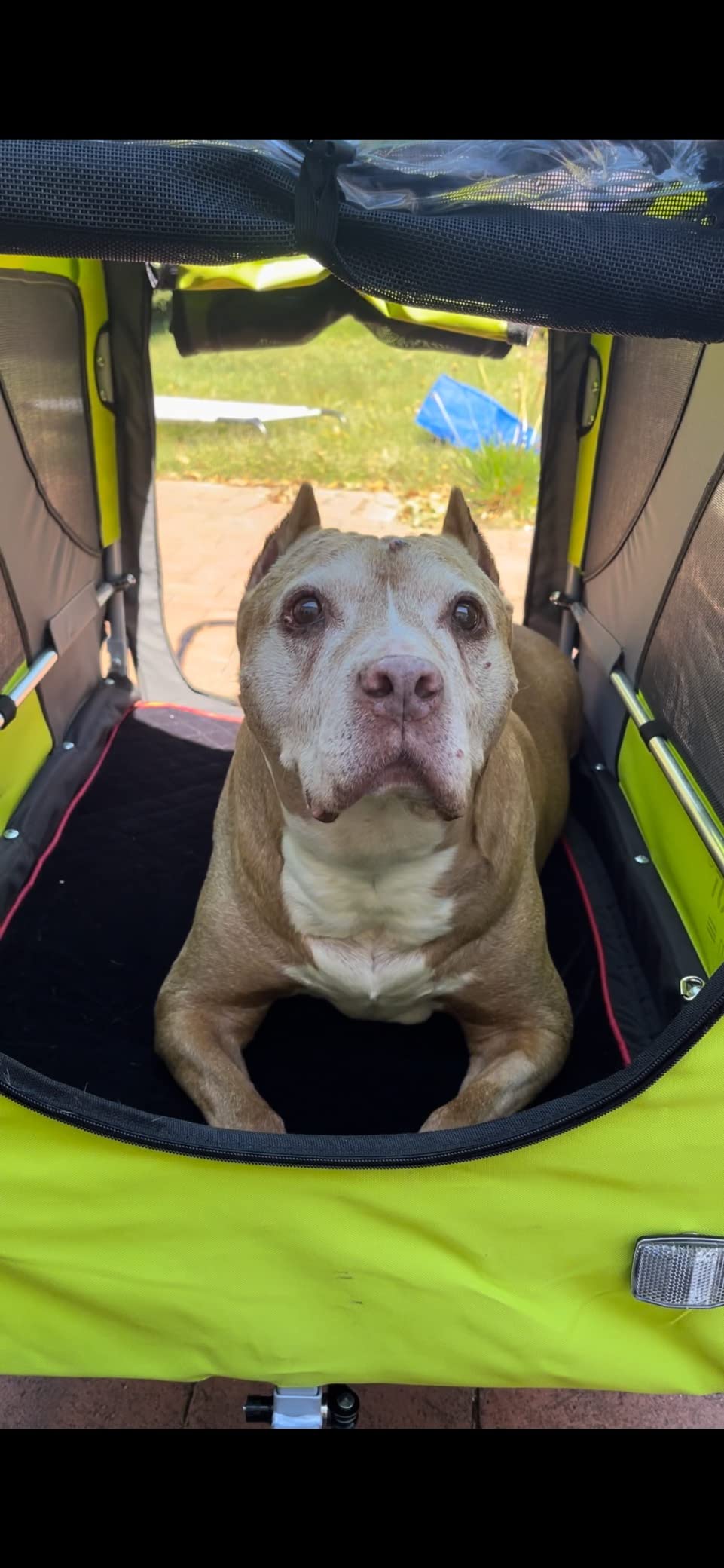 DOGGYHUT Premium X Large Pet Bike Trailer Up to 100 lbs (Gray) customer photo 1