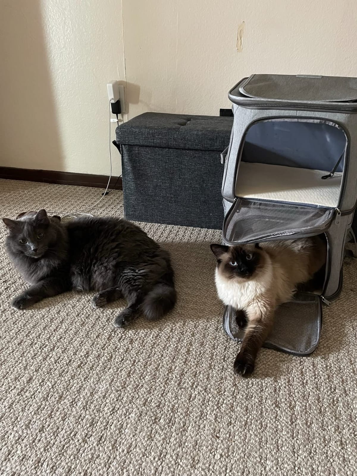 Double Pet Carrier Backpack with Wheels for Cats & Small Dogs, Grey customer photo 1