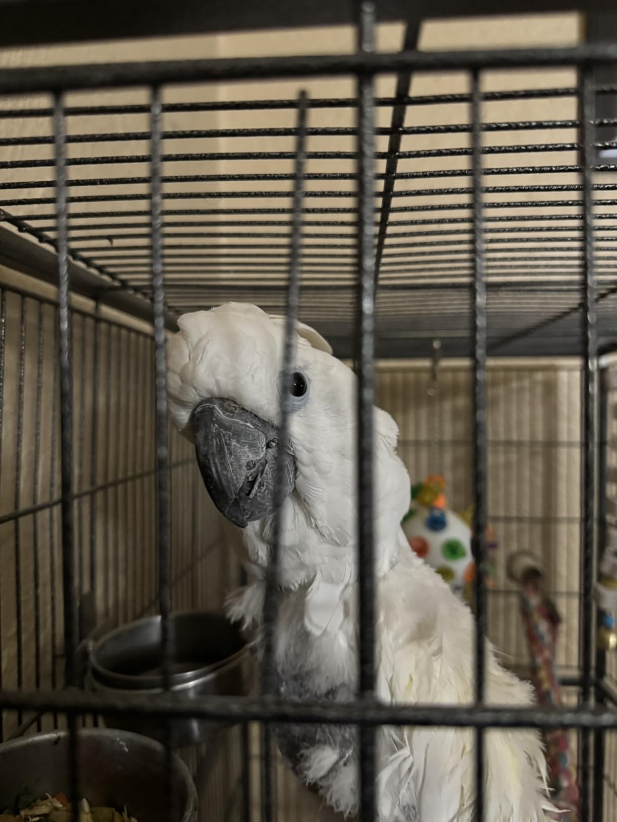 Topeakmart X-Large Parrot Cage Bird Cage with Rolling Stand for Medium Birds Cockatiels Quaker Green Cheek Sun Conure African Grey, 60.5inch customer photo 2