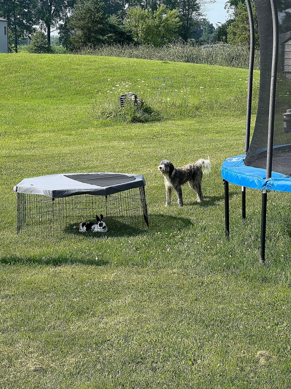 Peekaboo DogPlaypen 24 in-8 Panel Metal Rustproof Pet Fence with Top Cover customer photo 2