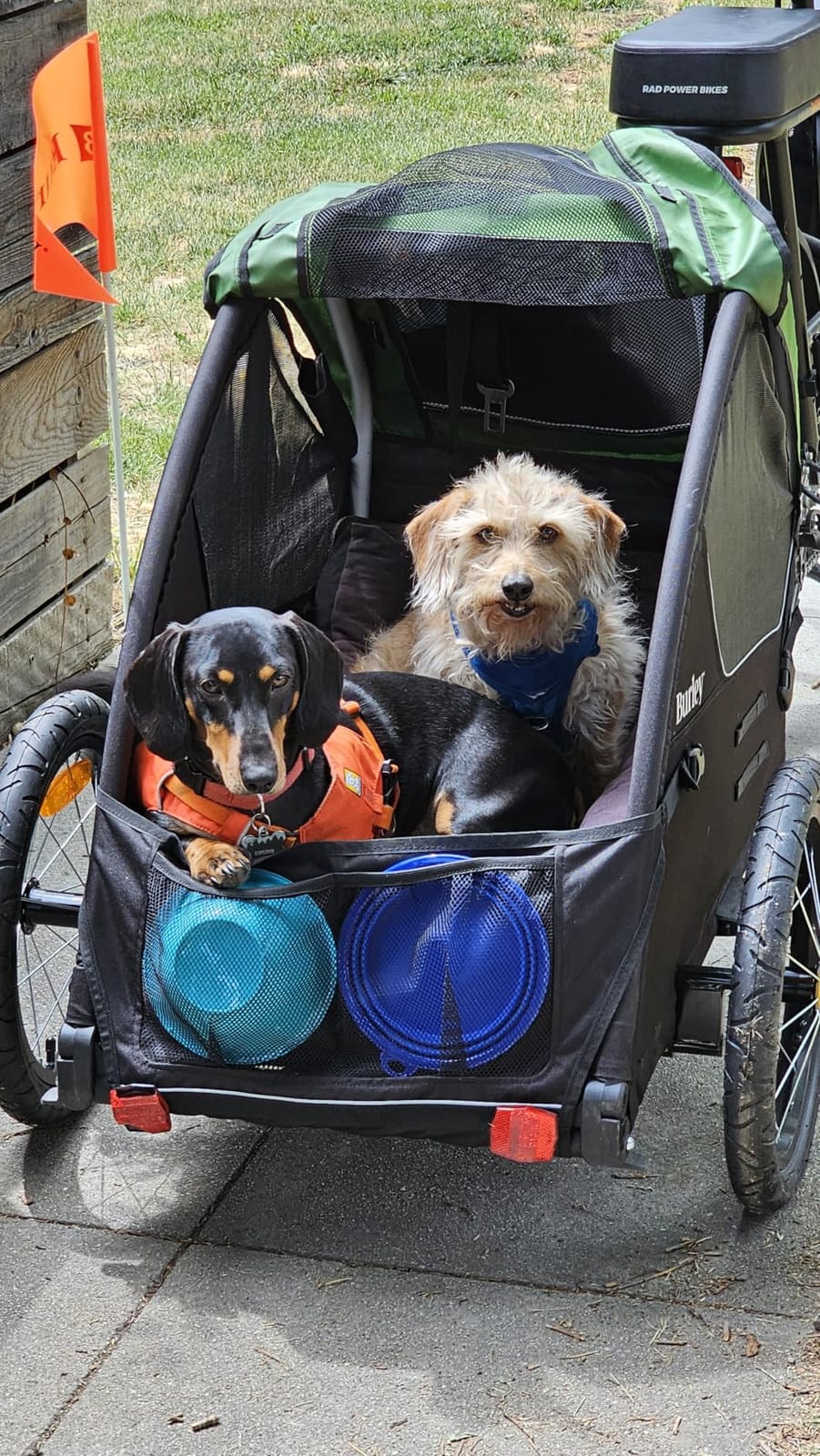 Burley Tail Wagon | Lightweight Dog Bike Trailer with Mesh Windows, Removable Floor & Low-Clearance Entry customer photo 2