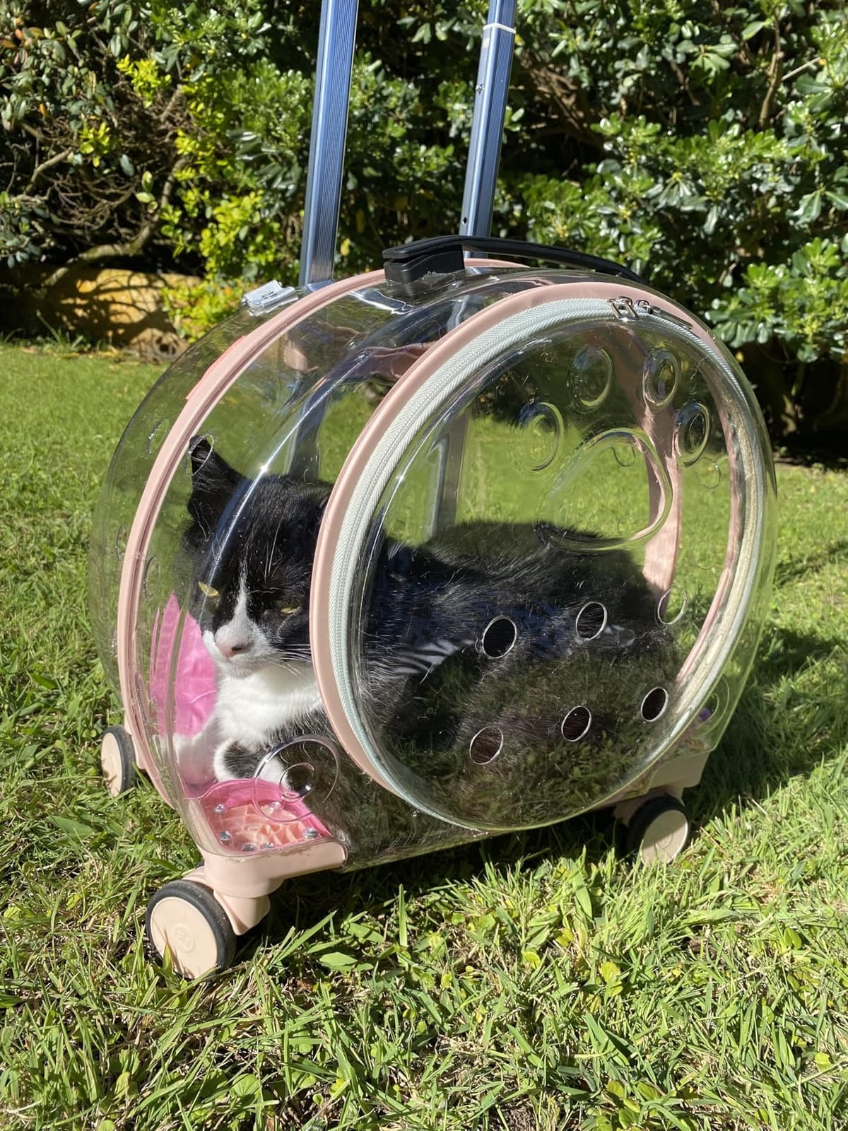 Transparent & Fully Breathable Hard cat Carrier with Rolling Wheels customer photo 1