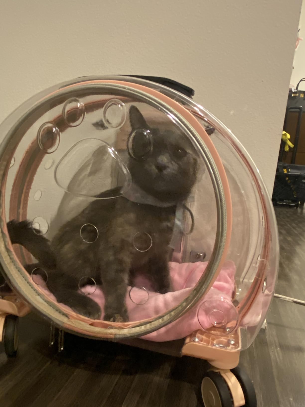Transparent & Fully Breathable Hard cat Carrier with Rolling Wheels customer photo 2