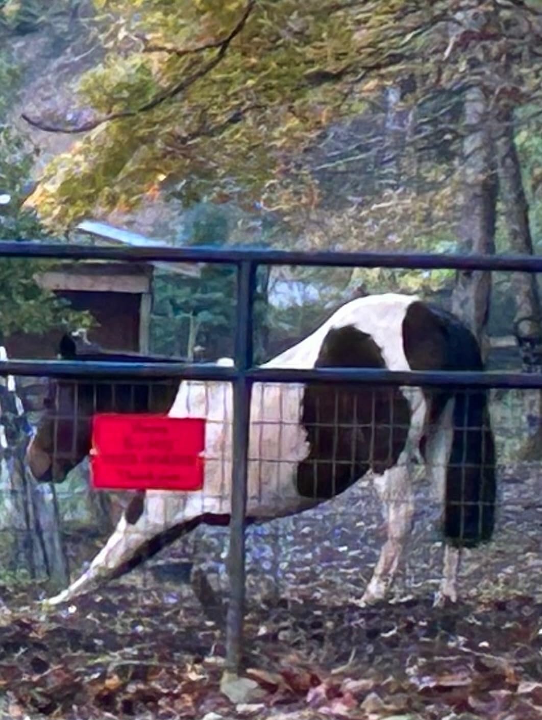 Horse Tie Ring, Safe Tie Horse Supplies, Humane Way Tie Ring, Magnetic Ring for Tying and Retracting, Helps Horse Pull Back and Releases Stress from The Horse customer photo 2