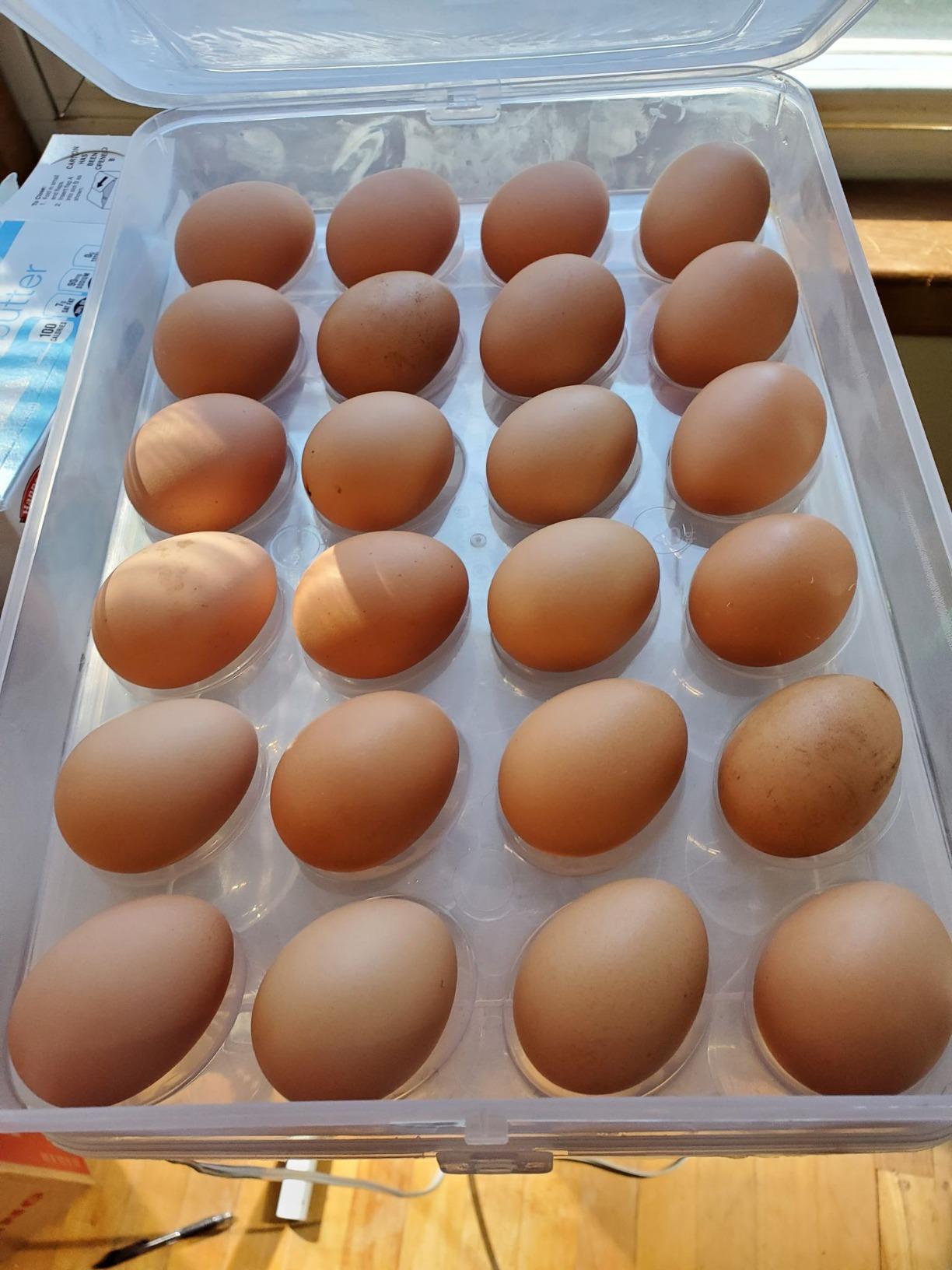 Sooyee 2 Pack Egg Holder for Refrigerator, Plastic Egg Storage Container, Fridge Egg Organizer, Clear Refrigerator Organizer Bins with Lids, Stackable Tray Holds 12 Eggs customer photo 1