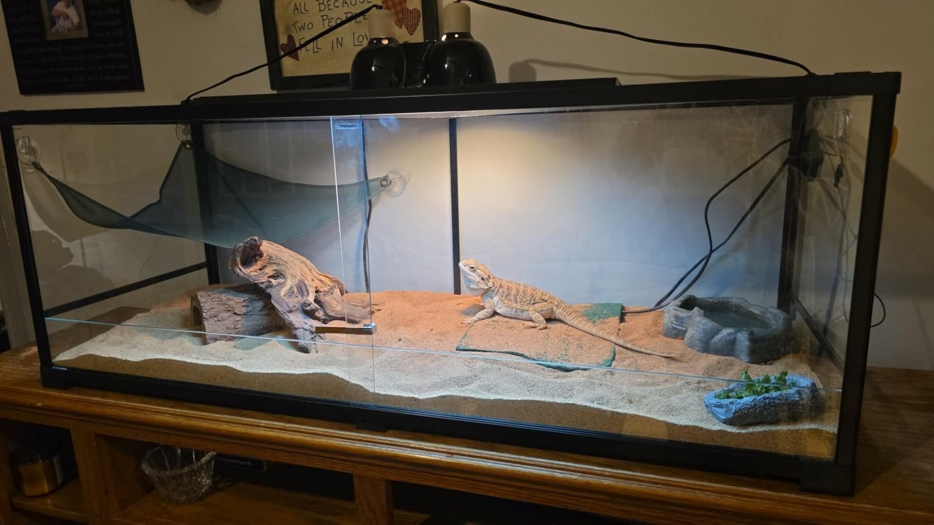 67 Gallon Reptile Tank, Glass Reptiles Terrarium 48