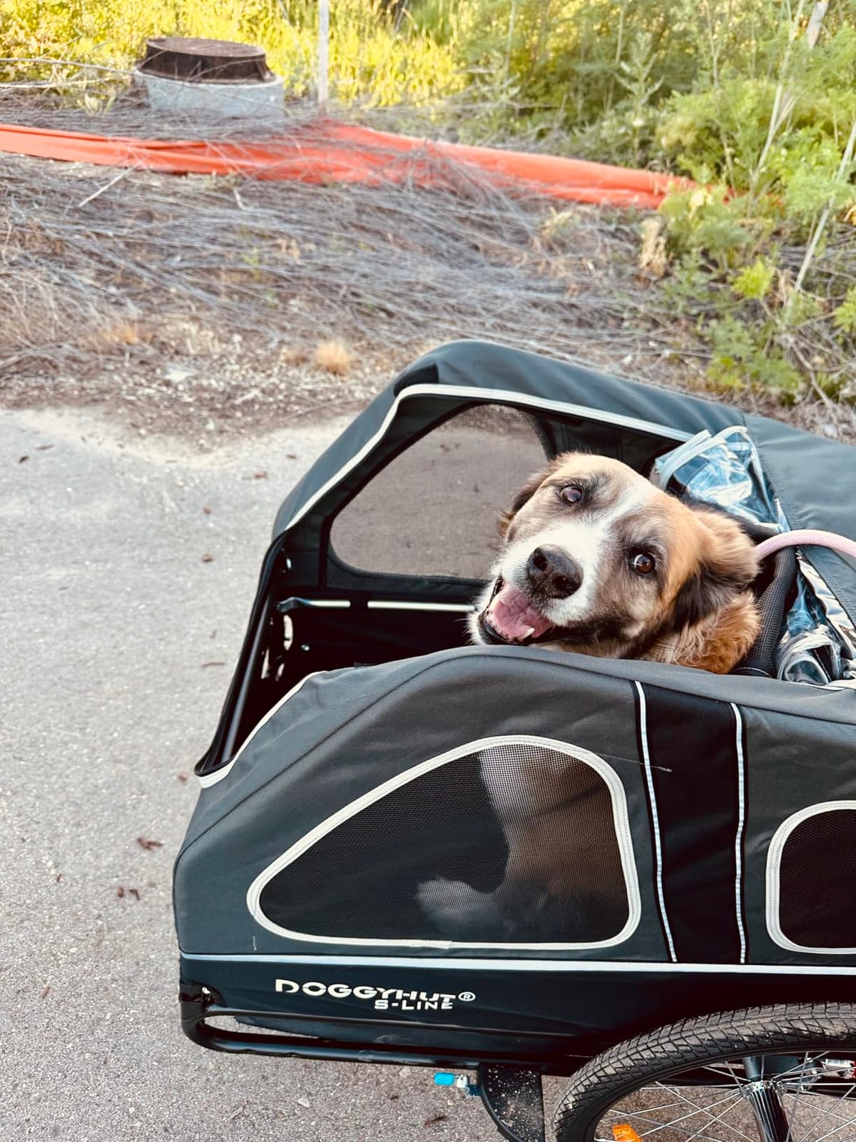 DOGGYHUT S-Line XL Pet Bike Trailer & Stroller for Large Dogs Up to 100 lbs, Folding Dog Cart with Shock-Absorbing Suspension Wheels, Low Center of Gravity, Parking Brakes customer photo 2