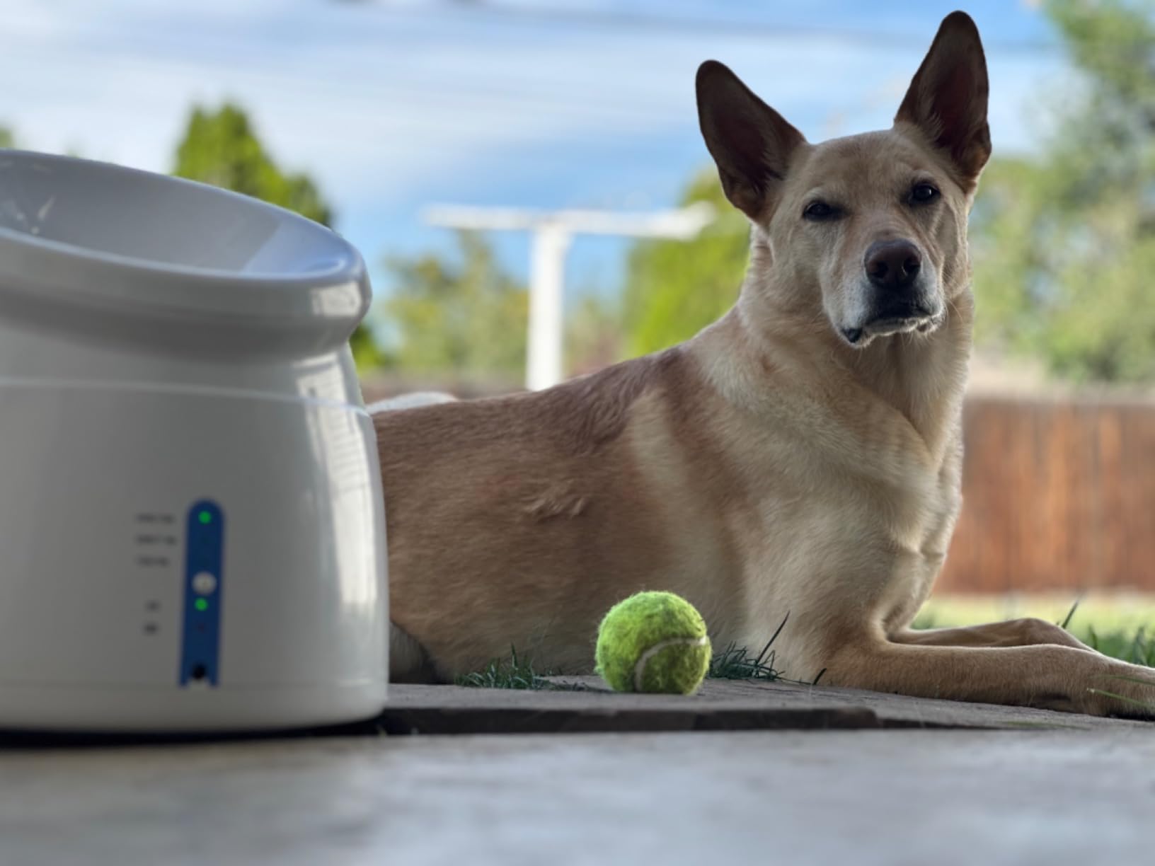 Pet Prime Dog Automatic Ball Launcher for Large Dogs Ball Thrower Machine Outdoor Indoor Use Interactive Dog Toy Adjustable Distance 10-40ft - Included 6 PCS 2.5” Tennis Balls and a Whistle customer photo 1