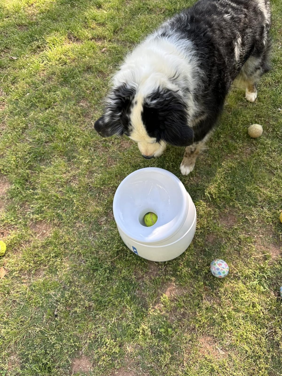 Pet Prime Dog Automatic Ball Launcher for Large Dogs Ball Thrower Machine Outdoor Indoor Use Interactive Dog Toy Adjustable Distance 10-40ft - Included 6 PCS 2.5” Tennis Balls and a Whistle customer photo 2
