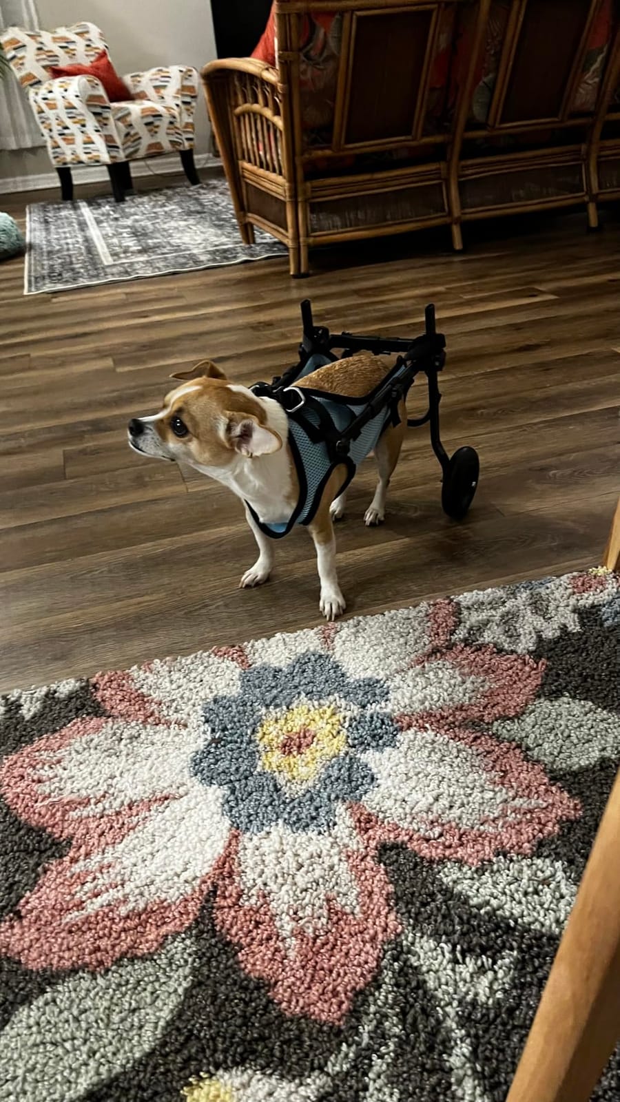 Dog Wheelchair for Back Legs, Adjustable Support for Small Dogs, XS customer photo 1