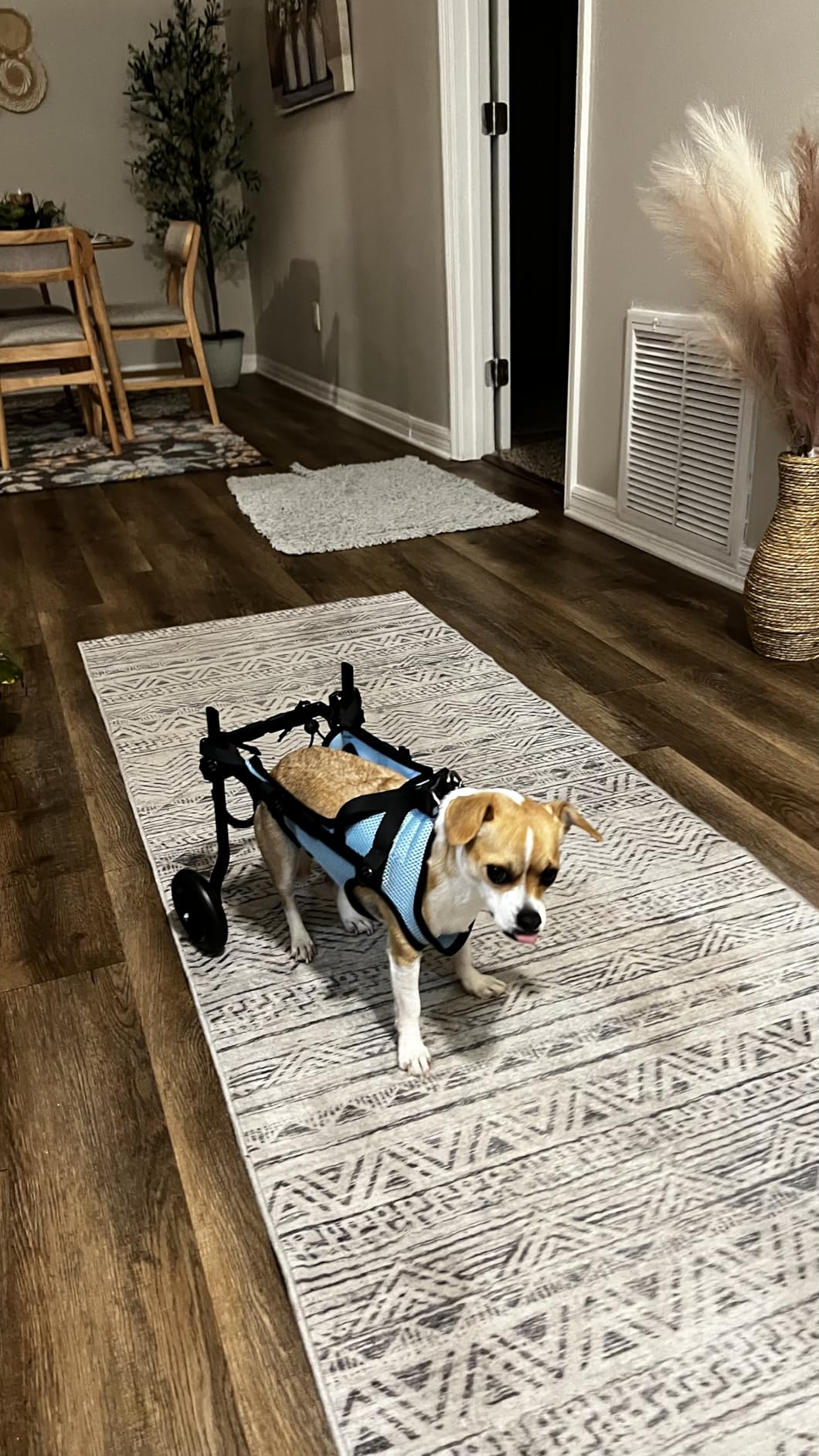 Dog Wheelchair for Back Legs, Adjustable Support for Small Dogs, XS customer photo 2