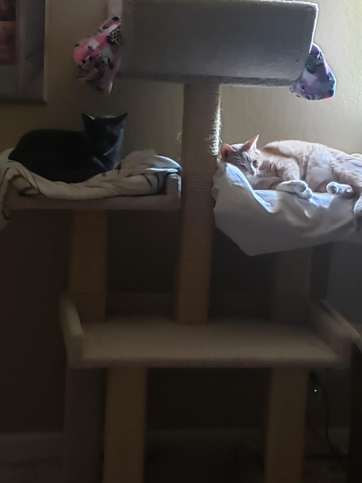 Prestige Cat Trees Extra Large Cat Tree Tower for Big Cats customer photo 2