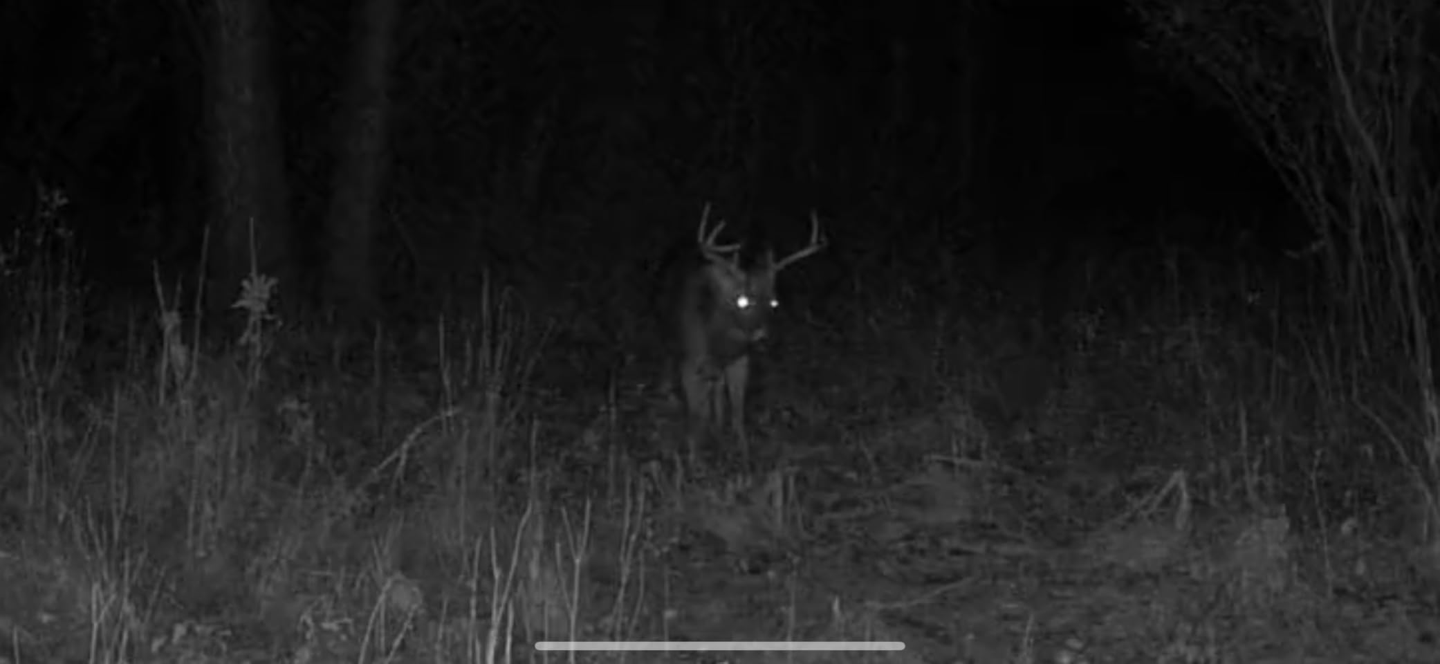 SEHMUA Trail Camera, 2K HD Live Streaming Game Camera AI Animal Detection customer photo 2