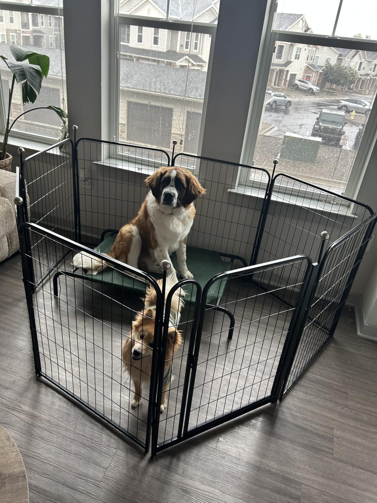 Dog Playpen Outdoor for Medium/Large Dogs 36'' High, Heavy Duty Dog Playpen with Rustproof and Sturdy Stakes, 3ft Dog Fence for RV Camping(12 Panels) customer photo 1