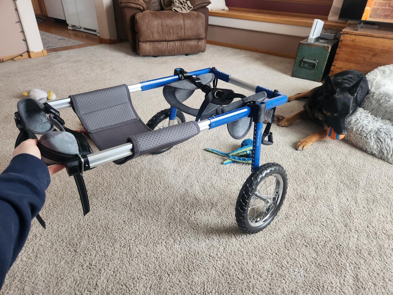 Dog Wheelchair for Back Legs with All-Terrain Tires & Durable Bearings, Large Wheelchair for 35-48.5 lbs (M), Lightweight Adjustable Aluminum Frame customer photo 2
