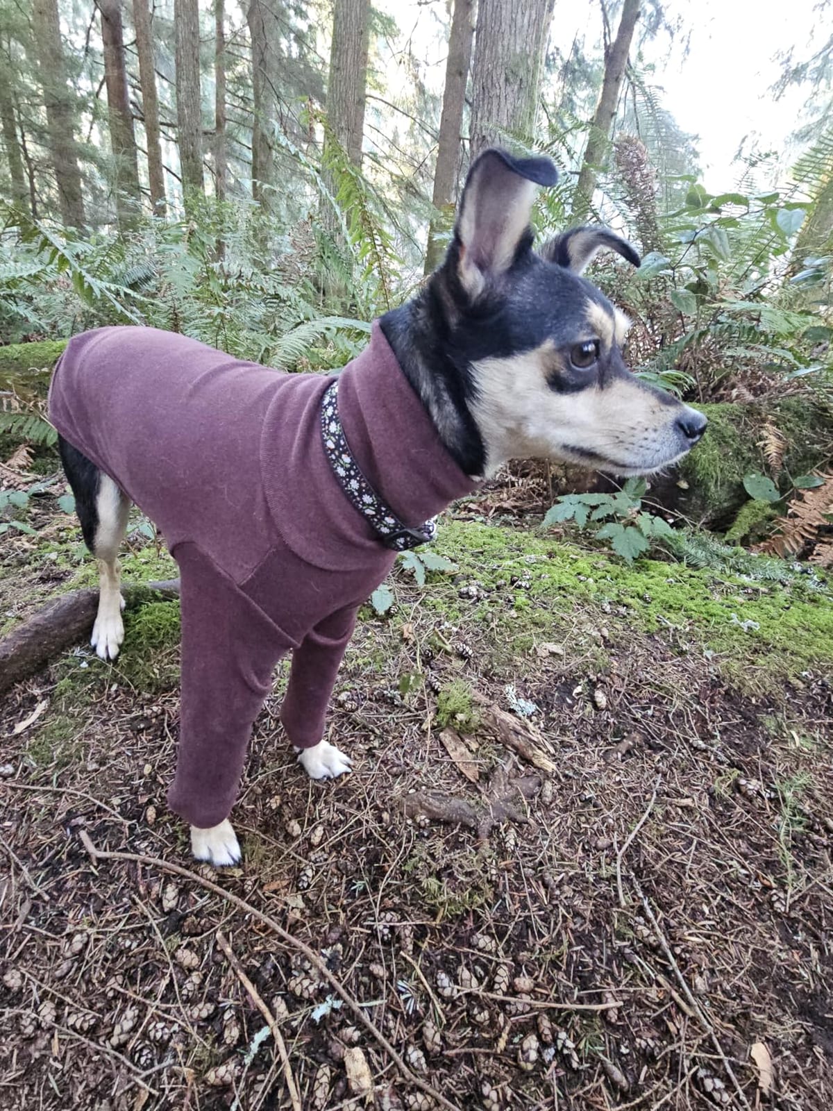 D Doggy Star Italian Greyhound Clothes Polar Fleece Sweater T Shirts Whippet for Dogs (M,Polar Rainbow) customer photo 1