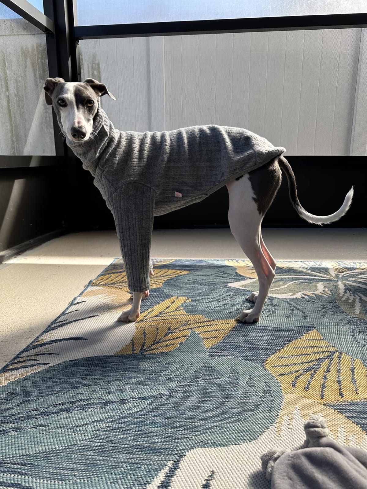 D Doggy Star Italian Greyhound Clothes Polar Fleece Sweater T Shirts Whippet for Dogs (M,Polar Rainbow) customer photo 2
