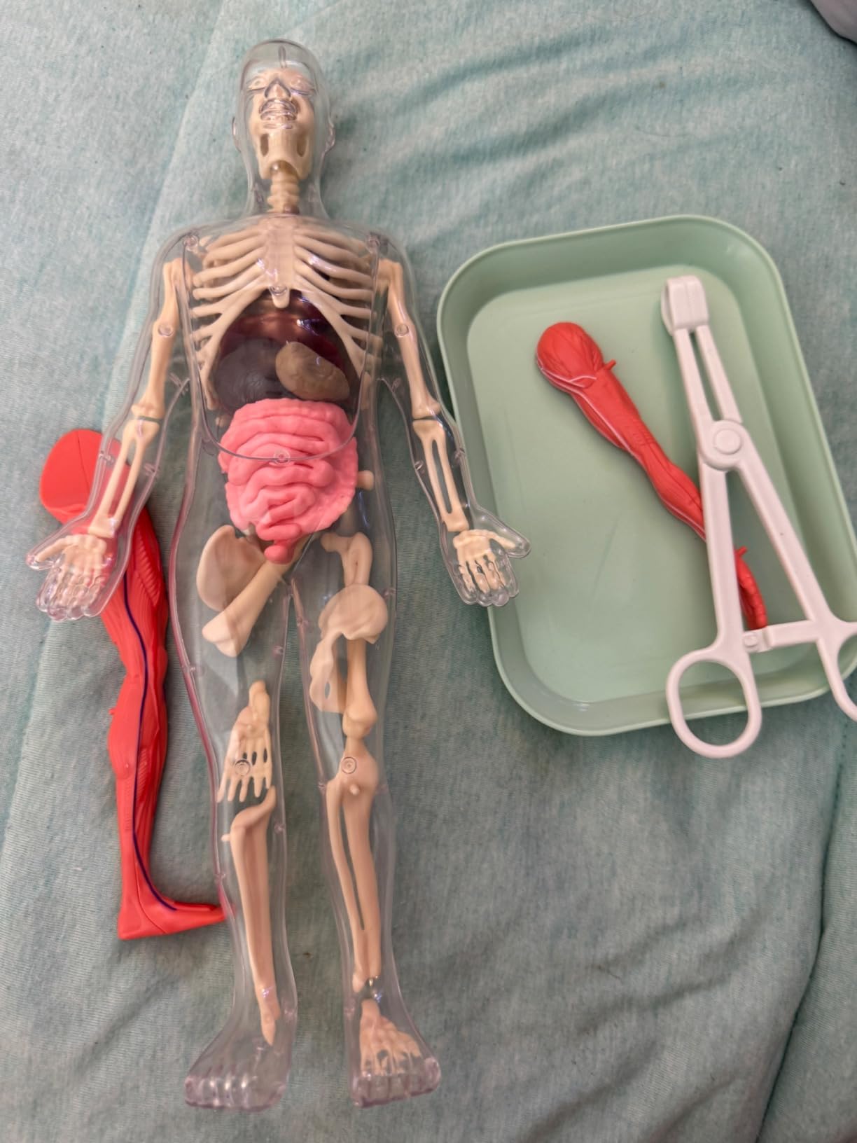 GobiDex Human Body Skeleton Model Kit, Glow in The Dark Science Kit for Kid customer photo 2