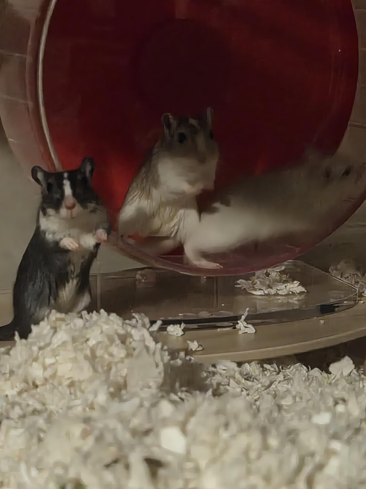 BUCATSTATE Hamster Cage 3.0, Large Hamster Enclosure (47in, White) customer photo 2