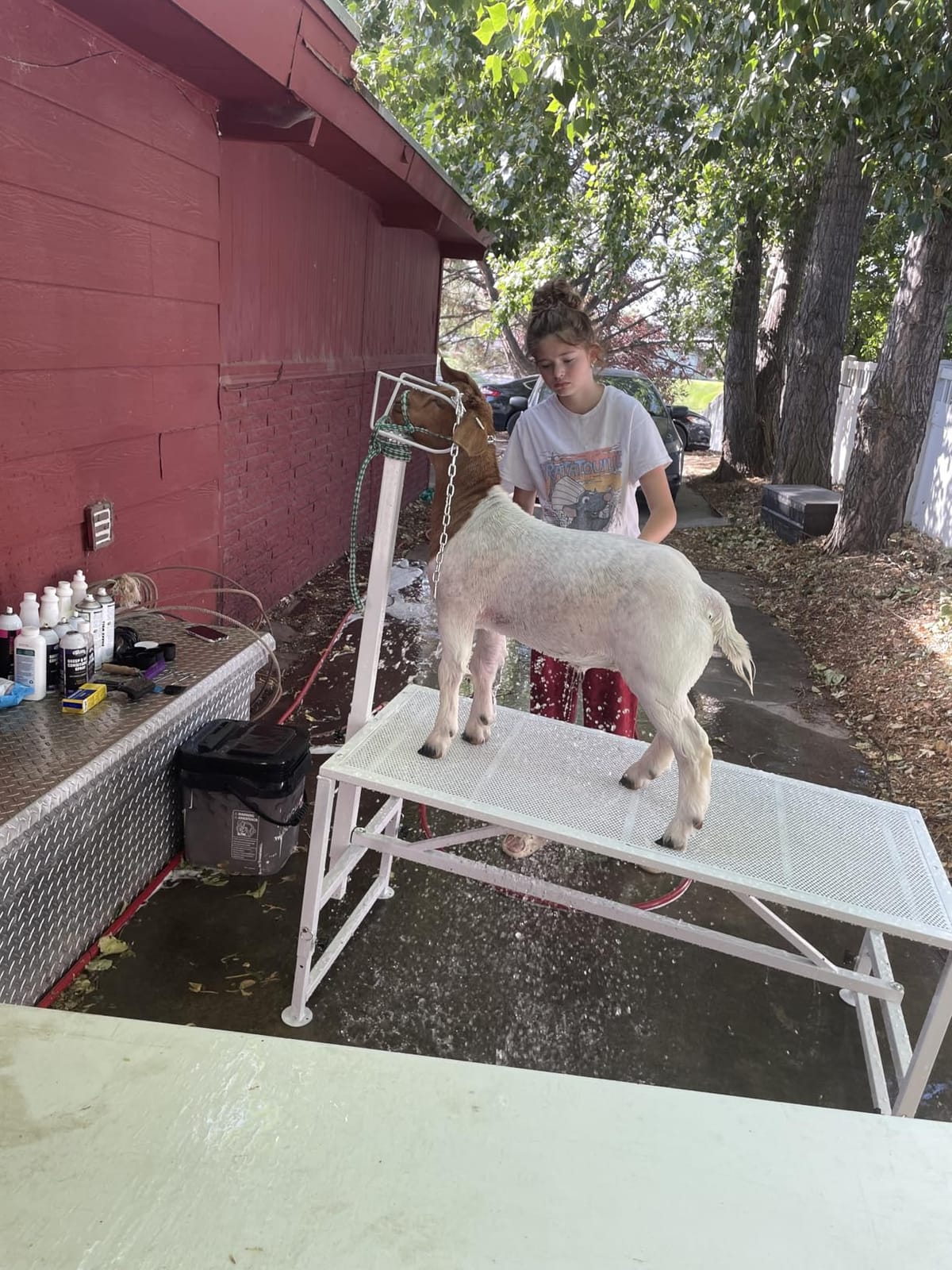 VEVOR Goat & Sheep Stand, 51x23 inch Livestock Stand, Metal Livestock Milking and Shearing Stand 21