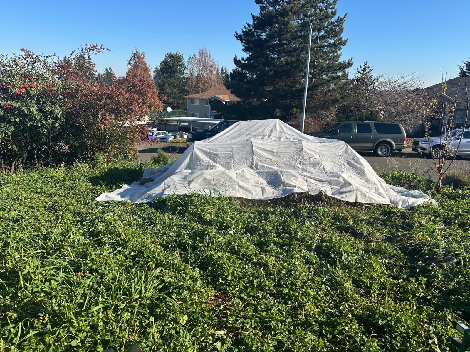 AlpineReach Plant Covers Frost & Sun Protection 10 x 30 ft - Thick 1.2 oz/yd² Freeze Blanket to Low 28 °F Temperatures Floating Row, Garden Fabric Material, Protect in Winter Cold, Gardening Down customer photo 1