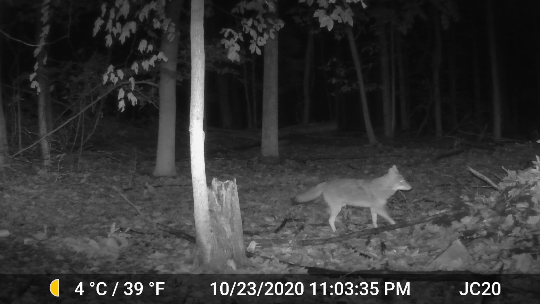 GardePro A3S 2-Pack Trail Camera, 64MP Photo, 1296P HD Video with Sound | 0.1s Trigger, 100ft No-Glow Night Vision, Motion Activated, Non-Cellular, Non-WiFi customer photo 2