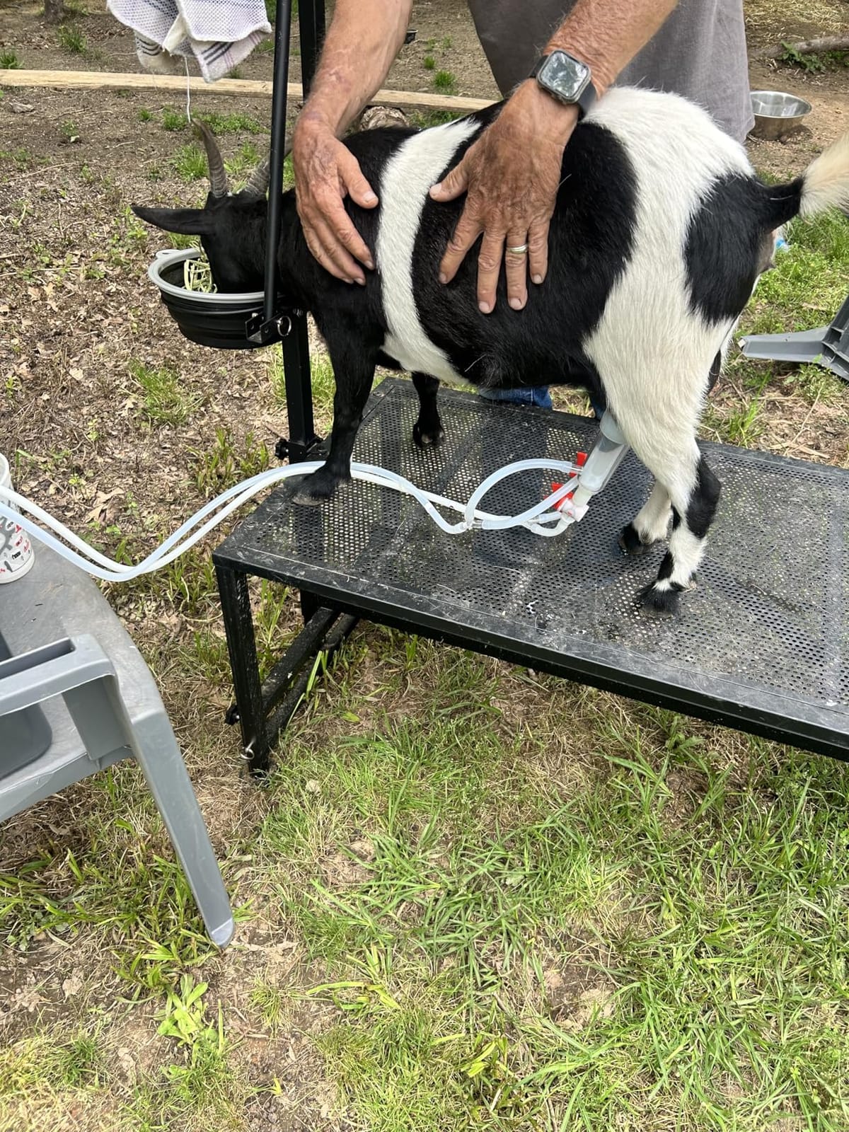 600 LBs Goat Stand with Feed Bin, Goat Milking Stand for Sheep Trimming and Milking, Hoof Trimming Stand Adjustable Size, with Feeder, Iron Black customer photo 2