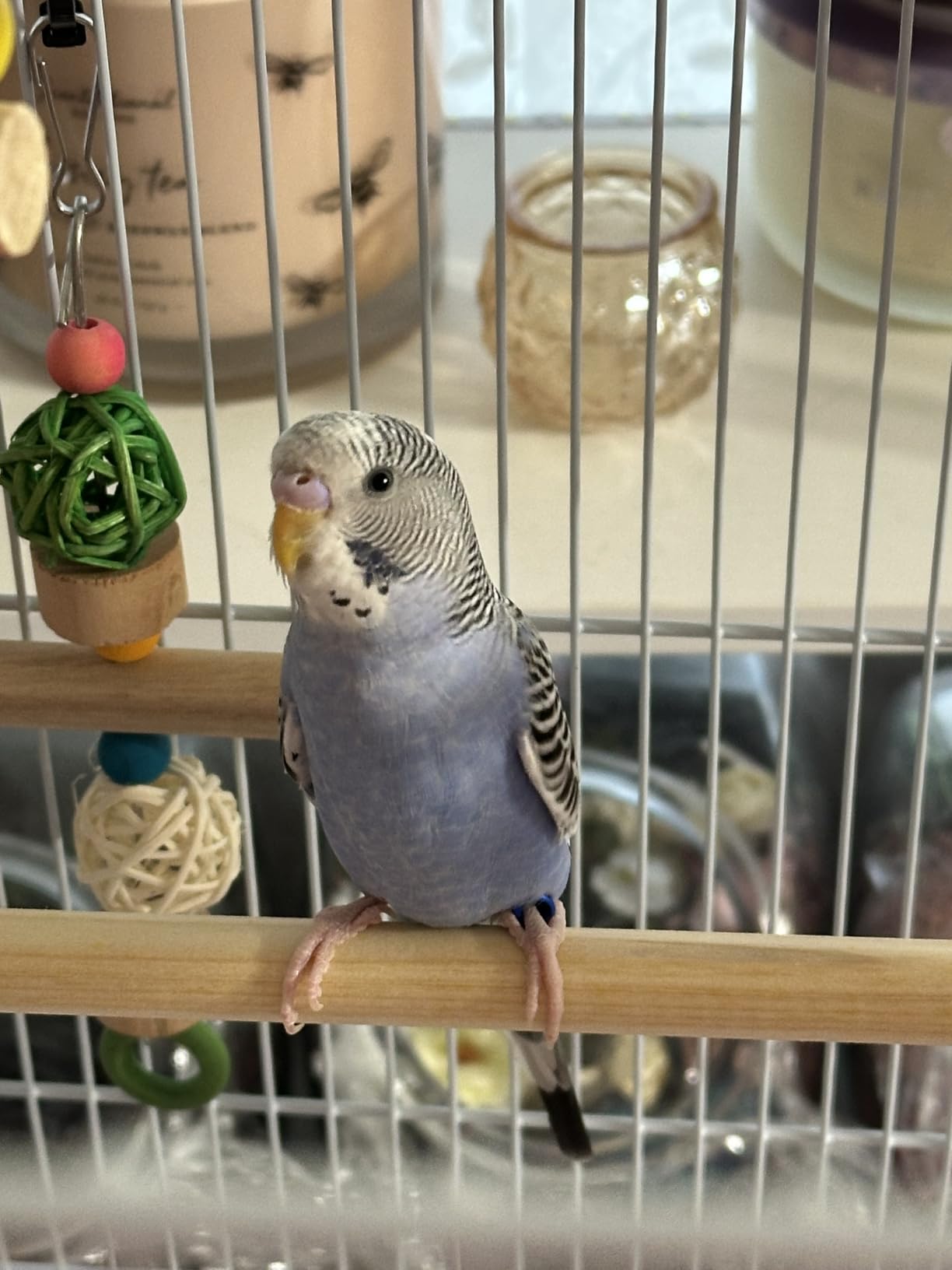 DWVO 62-inch Metal Bird Cage for Cockatiels, Parrots, Pigeons customer photo 1