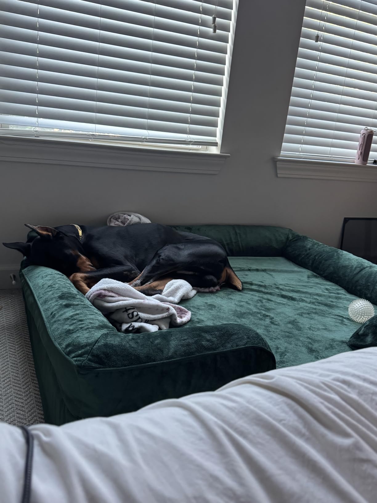 NOAH & PAW Giant Dog Bed XXL, 55x45x11 Inch, Orthopedic Dog Beds, Eggshell Memory Foam Infused with Cooling Gel, Inner Cover, Water Resistant, Machine Washable (Velvet Sofa Collection) customer photo 1