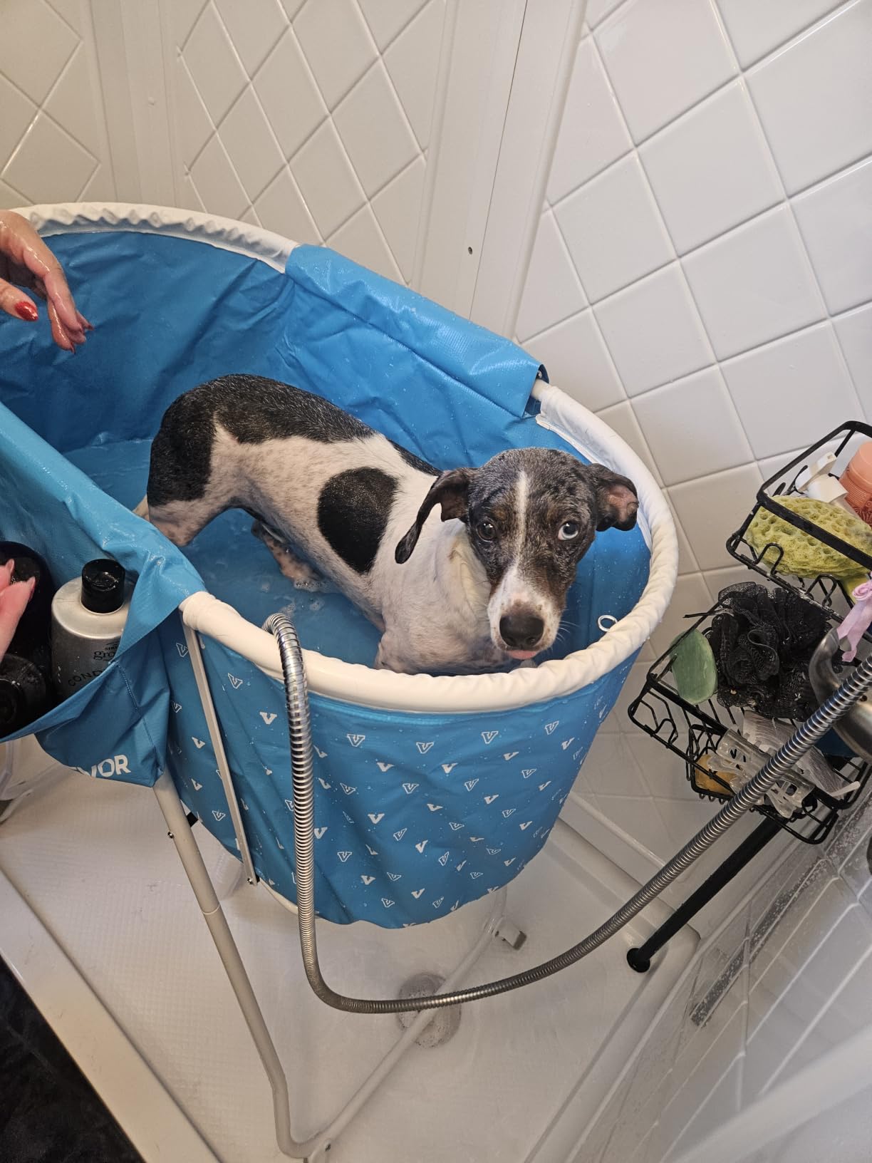 VEVOR Portable Dog Bathtub Foldable Pet Shower Station with Drain, Grey customer photo 2