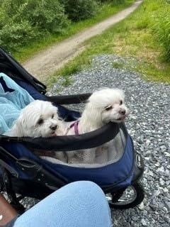 Pet Gear No-Zip Jogger Pet Stroller for Cats/Dogs, Navy customer photo 1