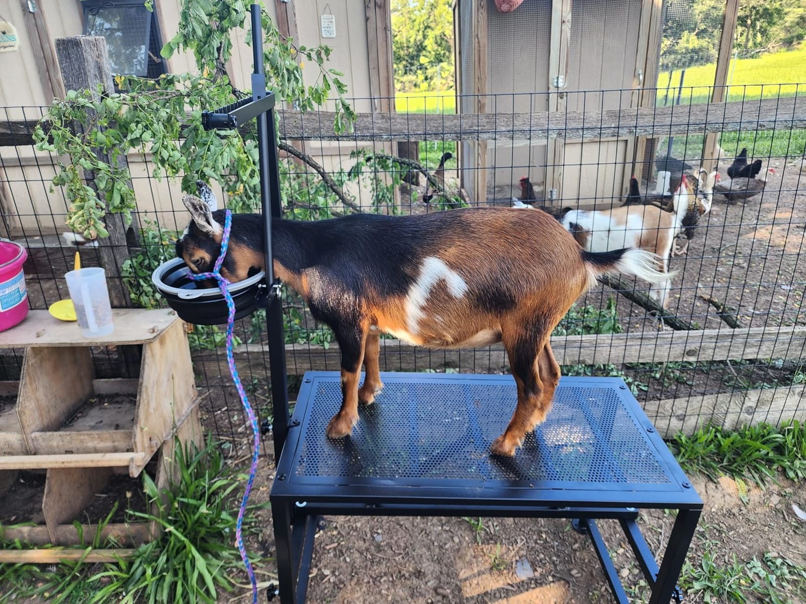 400 LBs Goat Milk Stand for Pygmy and Dwarf Goats, Goat Stand with Feed Bin, Goat Milking Stand for Sheep Trimming and Milking, Hoof Trimming Stand Adjustable Size, Iron Blue customer photo 1