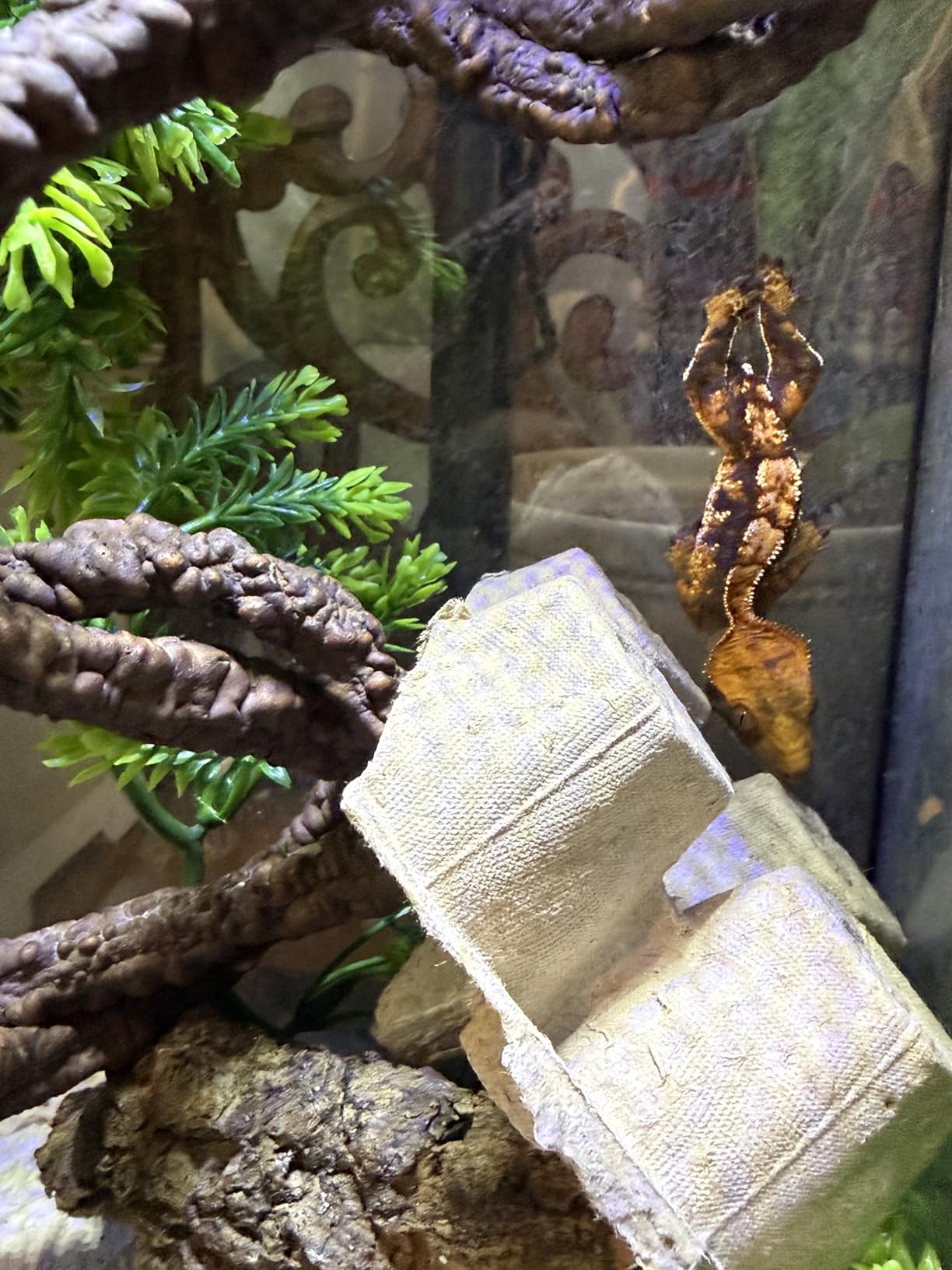 Vertical Glass Reptile Enclosure Terrarium, 10