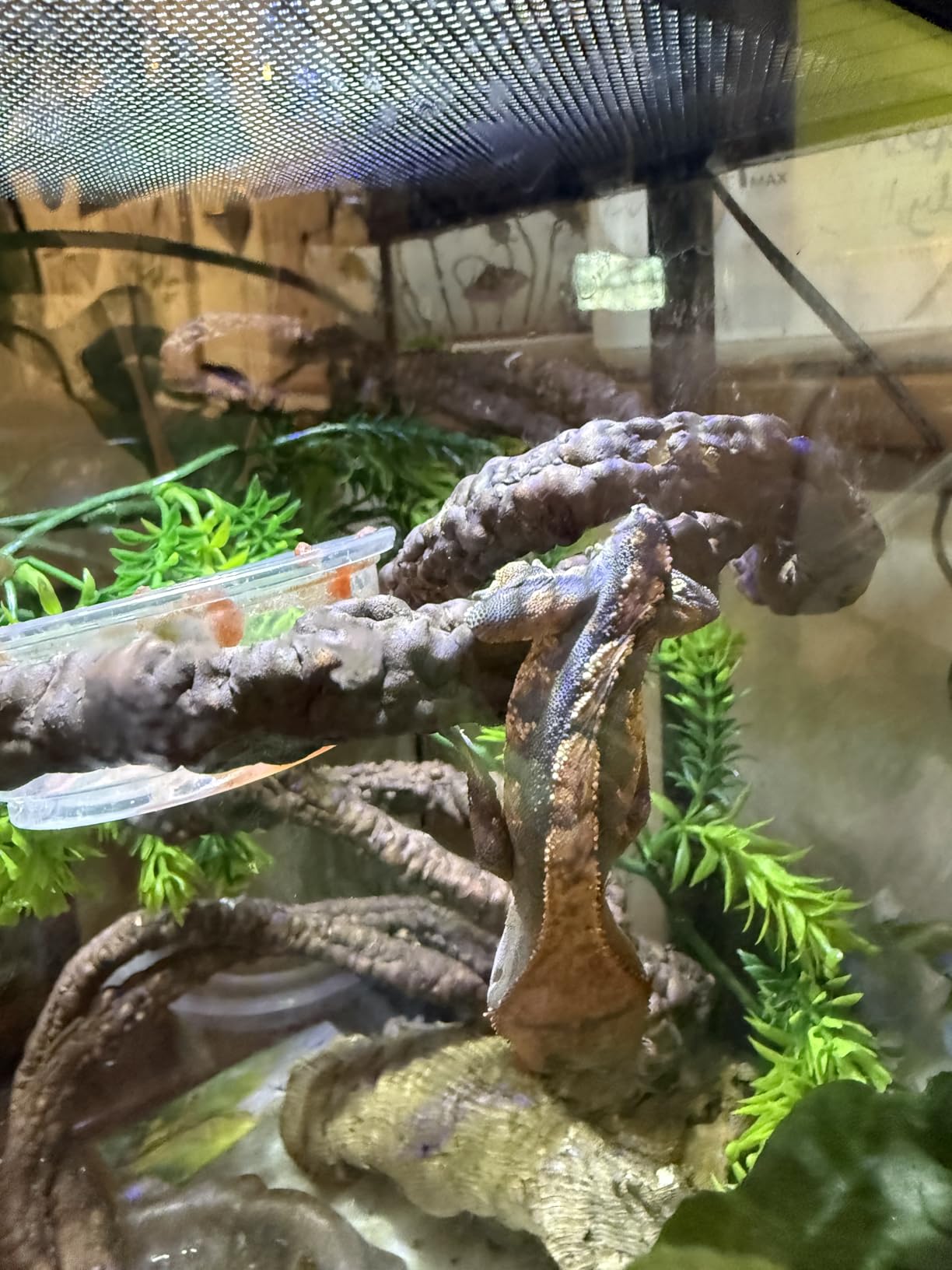 Vertical Glass Reptile Enclosure Terrarium, 10
