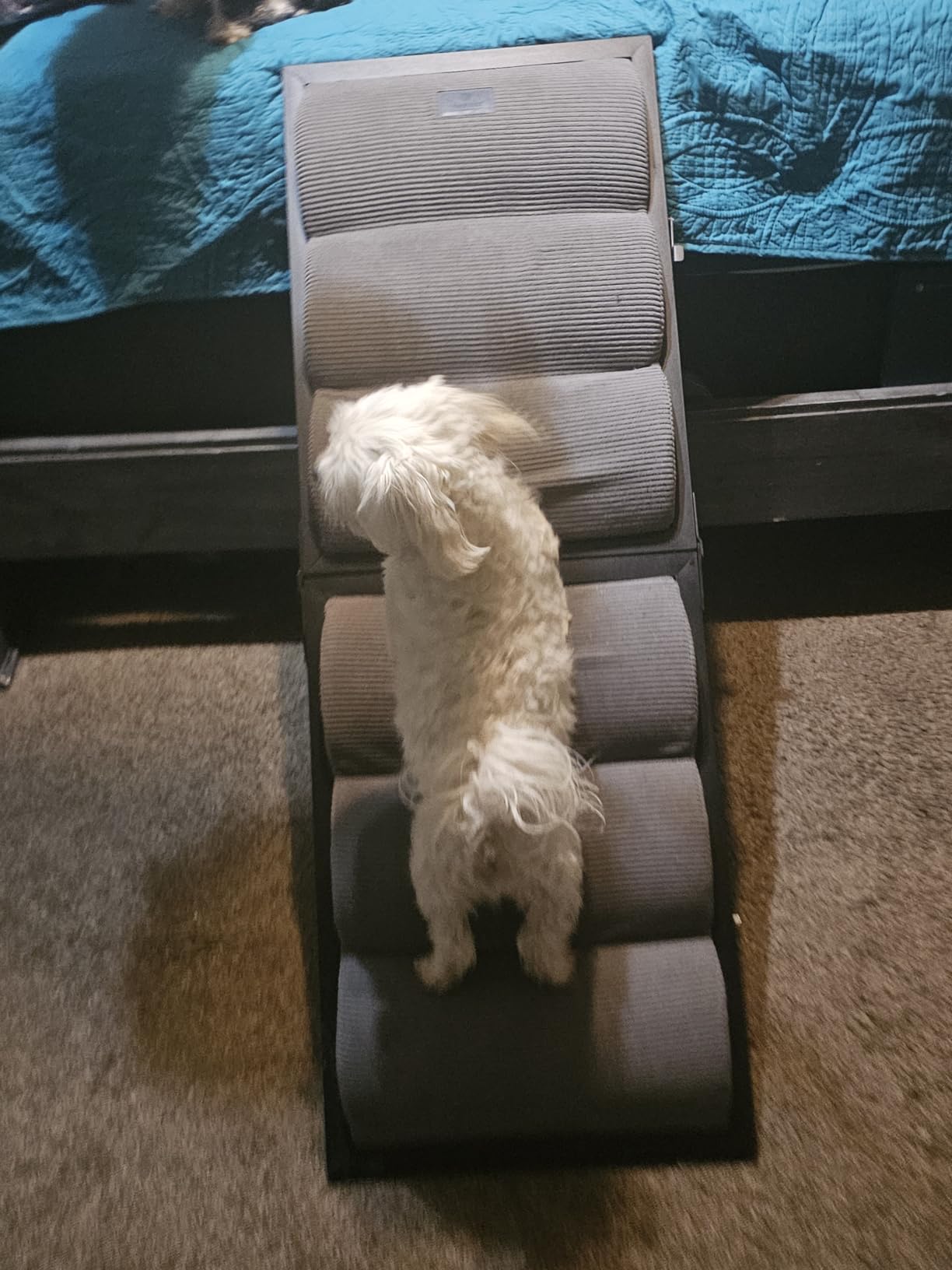 Veehoo Foldable Dog Ramp for Bed Couch Large Dogs, Adjustable 12-20'' High customer photo 1
