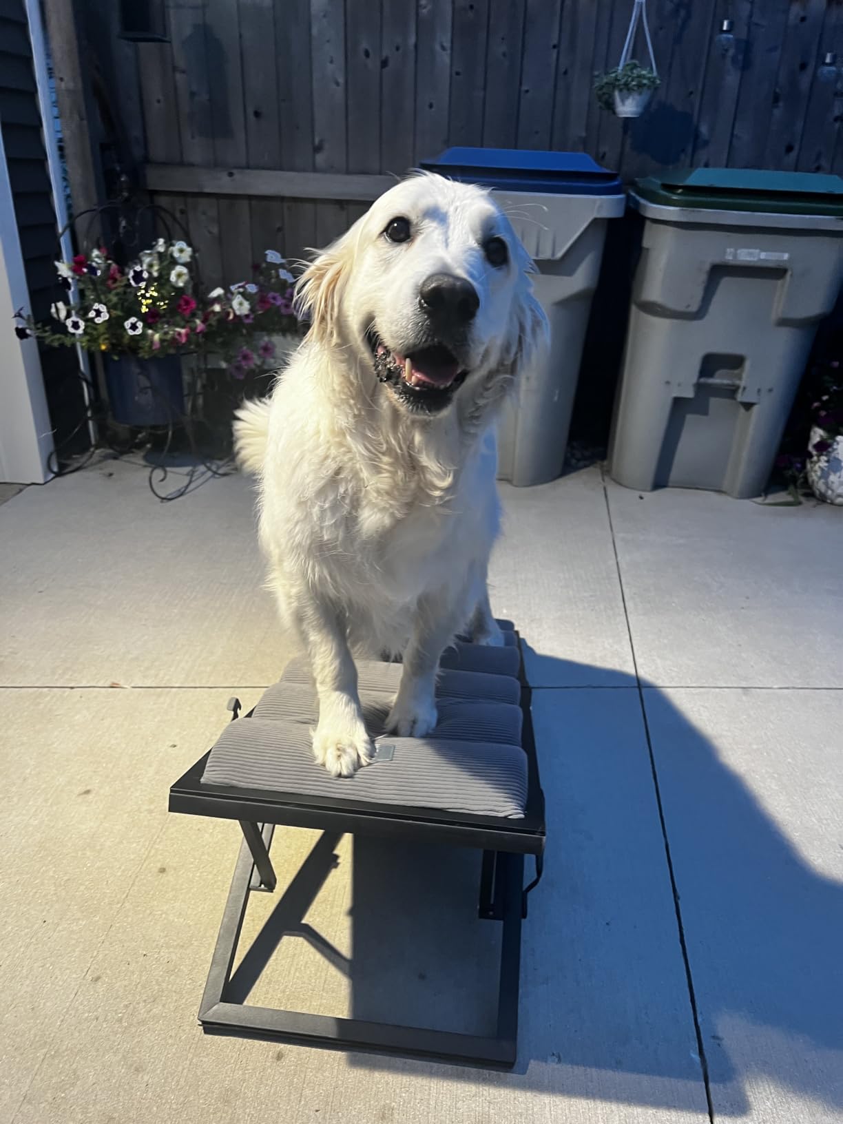 Veehoo Foldable Dog Ramp for Bed Couch Large Dogs, Adjustable 12-20'' High customer photo 2