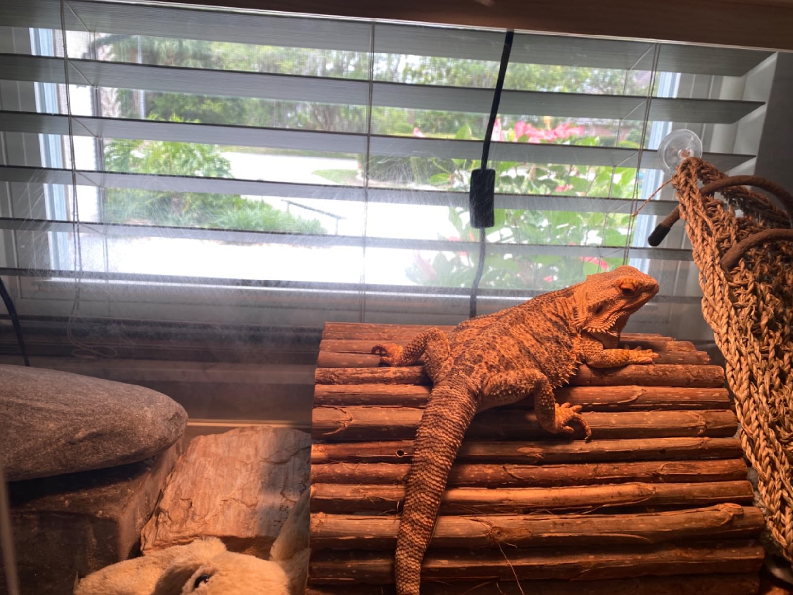 PROLEE Bearded Dragon Tank, 30 Gallon Reptile Tank with Metal Mesh Roof and Front Sliding Door, Lizard Tank,Spacious Reptile Enclosure for Snakes, Oak customer photo 1
