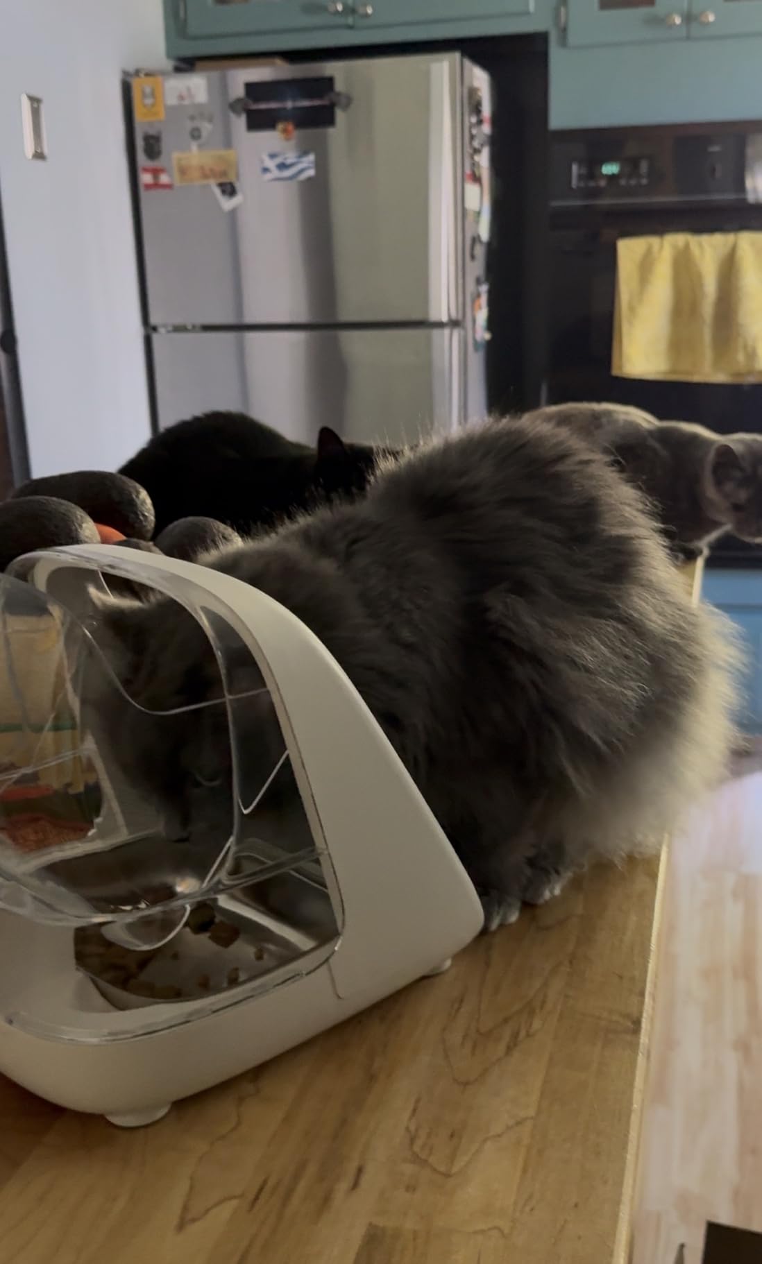 Microchip Pet Feeder - Rechargeable Selective-Automatic Cat Feeder with RFID & Microchip Recognition - Stainless Steel Bowl - Prevents Food Stealing in Multi-Cat Homes - for Wet and Dry Food customer photo 1