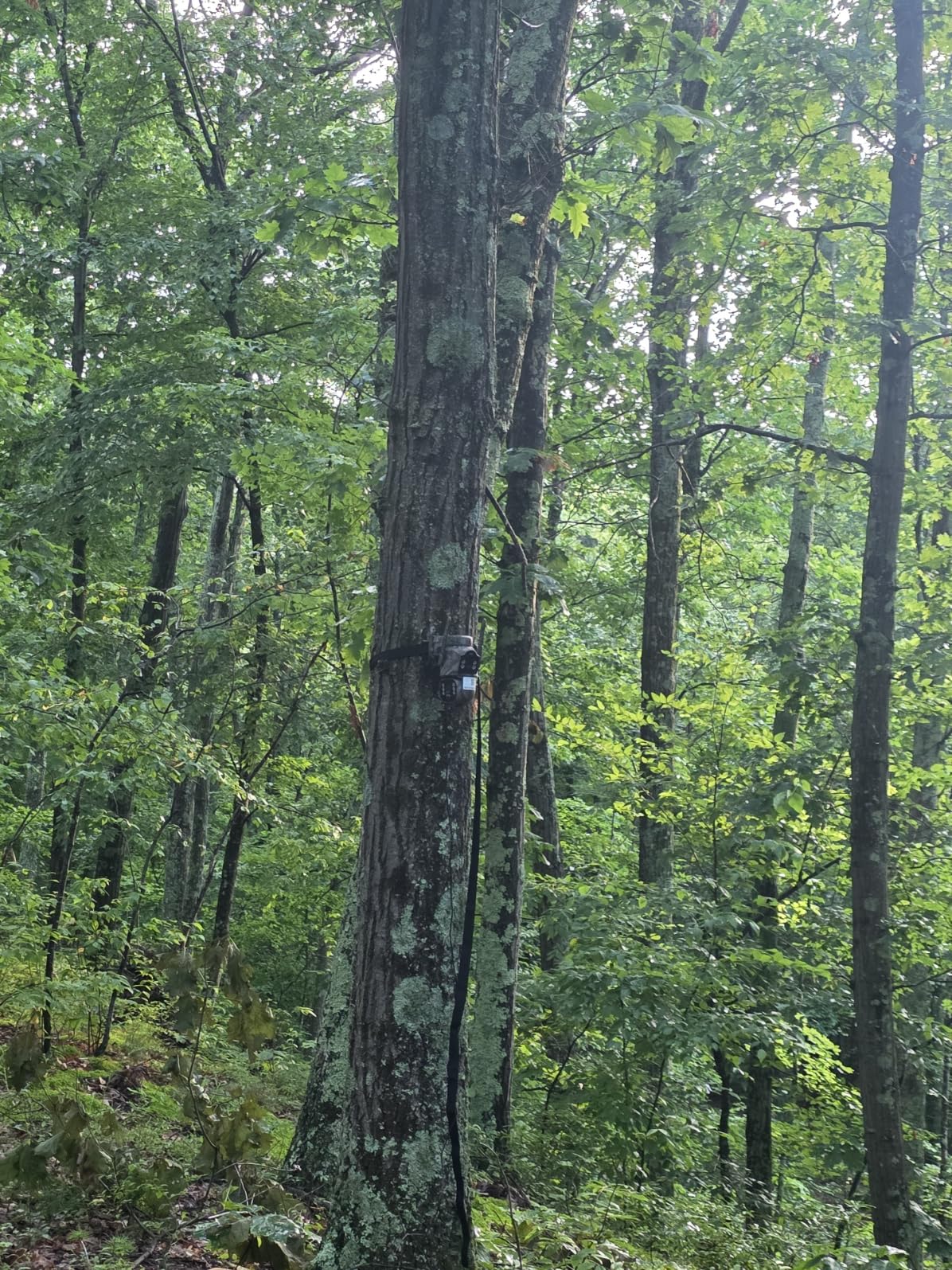 Cellular Trail Camera, 4G LTE Dual Lens Game Camera 360° Live Streaming customer photo 2