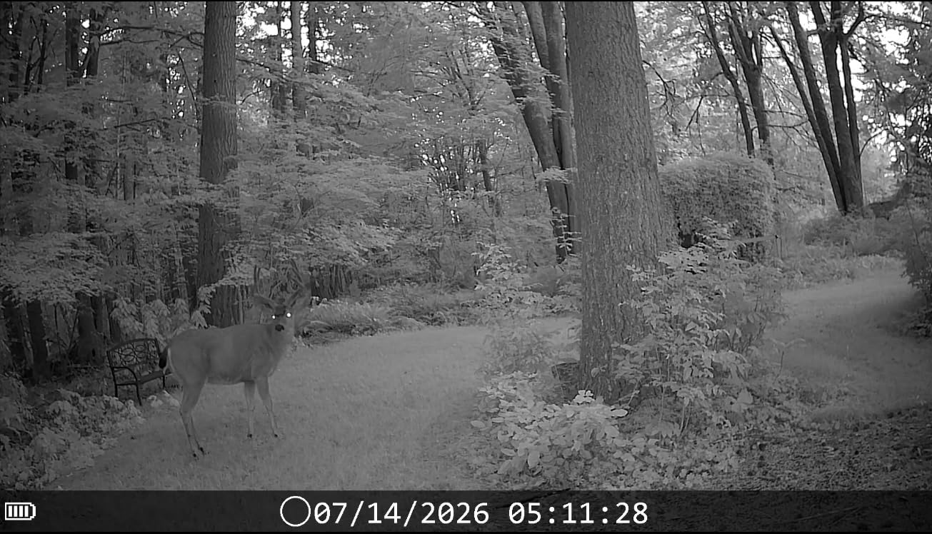 DEATTI 4K 48MP Trail Camera WiFi Bluetooth Connection, Game Camera with 0.1s Trigger Time, Night Vision Motion Activated Wildlife Camera with 8 Batteries, 32 GB SD Card, IP66 Waterproof for Deer Outdoor customer photo 1