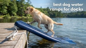 best dog water ramps for docks