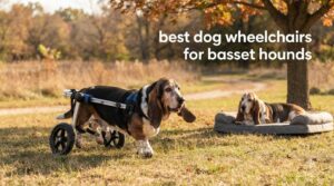 best dog wheelchairs for basset hounds